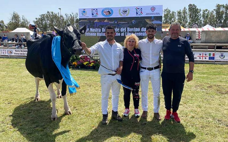 Windmill Freccia Mostra bovino latte Arborea