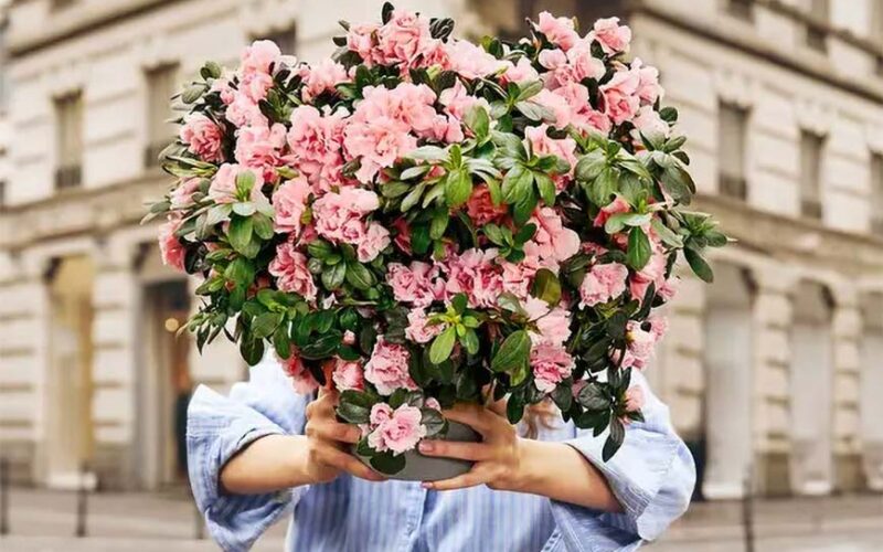 Azalea della ricerca