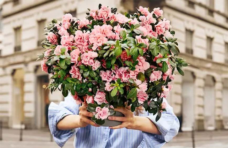 A Ozieri torna "L’Azalea della Ricerca" promossa dall'Airc 1 Azalea della ricerca