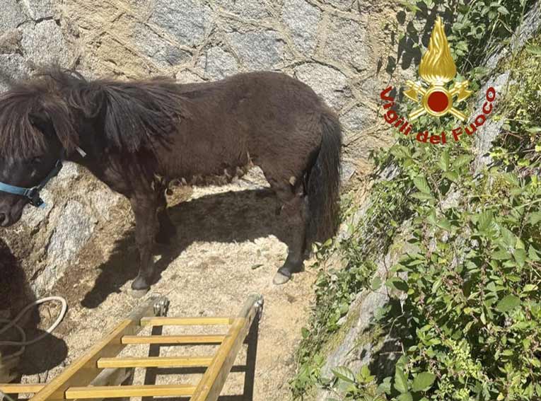 Bono. Pony cade in un canale, recuperato dai Vigili del Fuoco 2 Pony Bono 2
