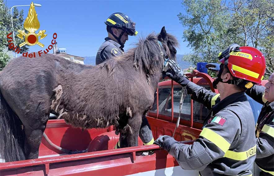 Bono. Pony cade in un canale, recuperato dai Vigili del Fuoco 1 Pony Bono