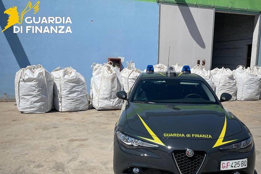 GdF di Ozieri, maxi sequestro di infiorescenze di cannabis in un'azienda agricola del territorio 1 Sequestro cannabis guardia Finanza Ozieri