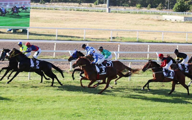 Cavalli partenza ippodromo
