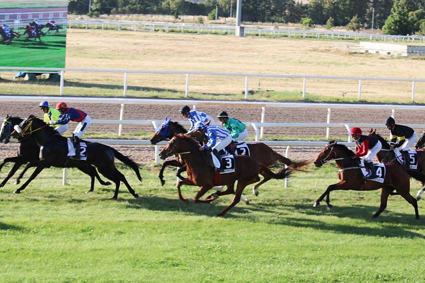Ippodromo Chilivani, Giunone de Florinas fa una sorpresissima da 36/1 1 Cavalli partenza ippodromo