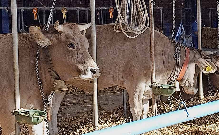 Dermatite bovina, incontro giovedì a Ozieri per parlare di vaccinazioni e abbattimenti 1 Bovini 2