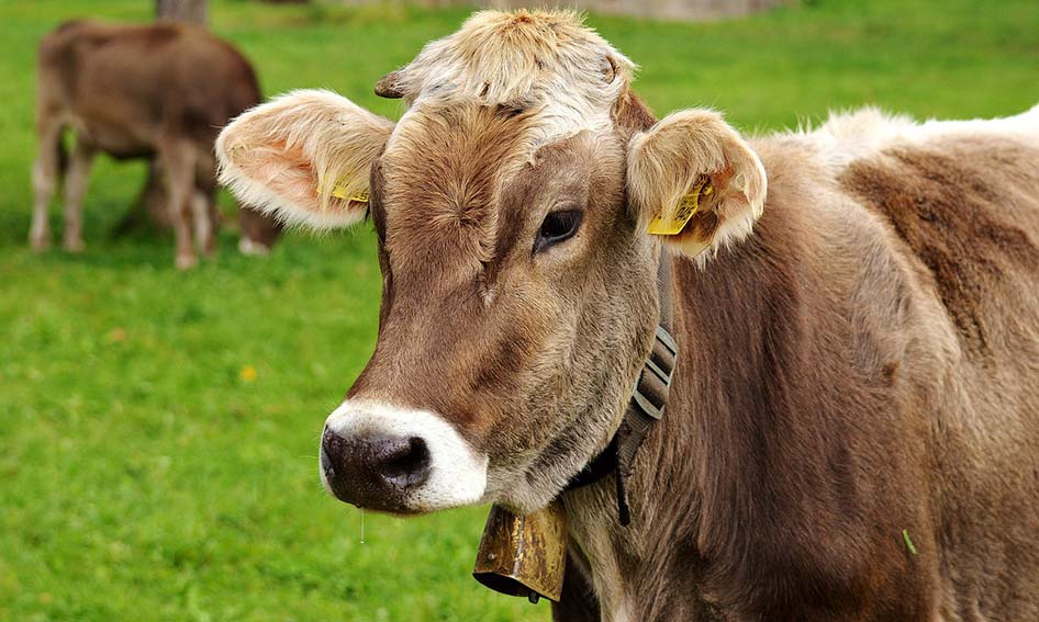 Dermatite nodulare contagiosa dei bovini, Maieli (FI): «Sì al vaccino ma con le dovute garanzie» 1 Bovino