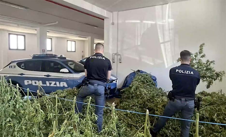 Due arresti a Fonni per coltivazione illecita di marijuana 1 Piantagione Marijuana Fonni