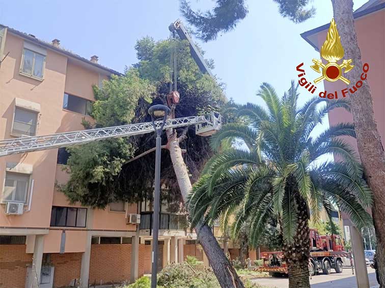 Albero Palzzina Assemini