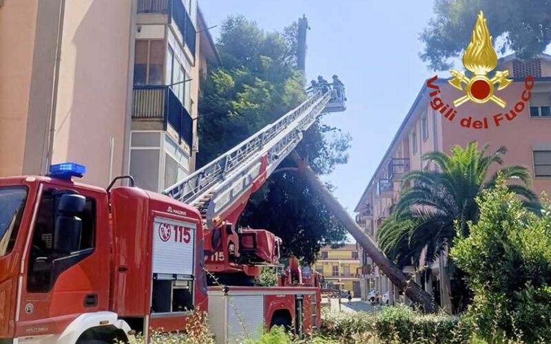 Albero cade palazzina Assemini