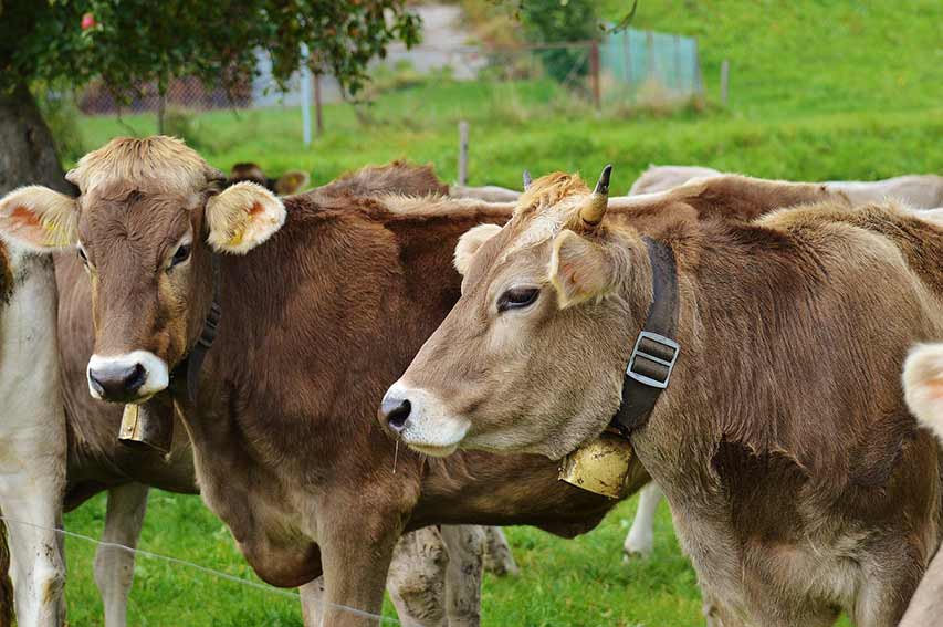 Dermatite, abbattimenti bovini: il Tar Sardegna li blocca, il Consiglio di Stato li conferma subito dopo 1 Bovini 4