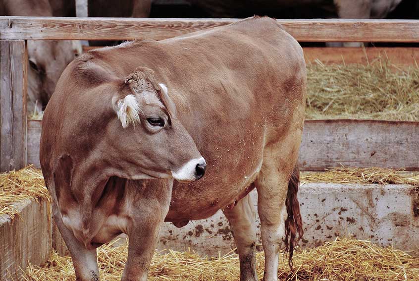 Dermatite bovina, Cia Sardegna: «Bene la legge regionale, ma ora via al sostegno economico per le aziende» 1 Bovino