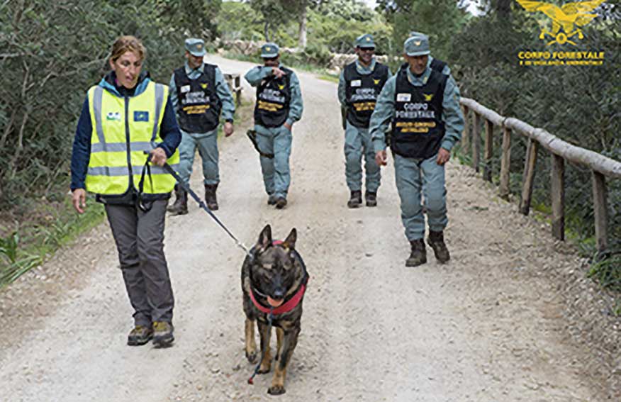 Lanusei. Allarme bocconi avvelenati nel bosco Selene, morti tre cani e altrettanti gatti 1 Gruppo cinofili Corpo forestale