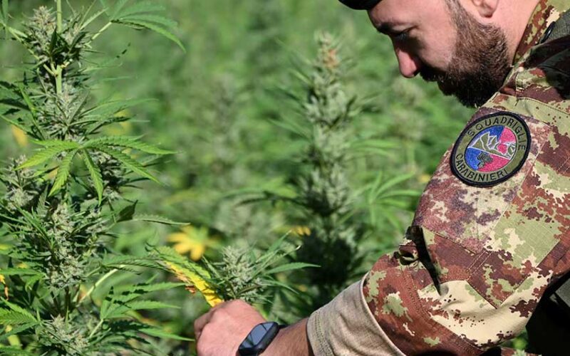 Marijuana Carabiniere