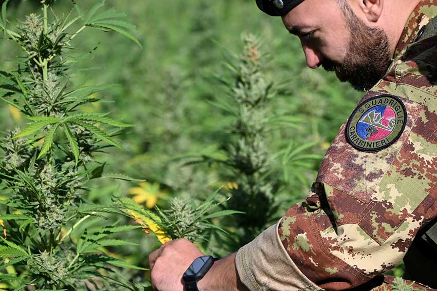Coltivazione illegale di marijuana, altre 2 arresti a Loculi 1 Marijuana Carabiniere