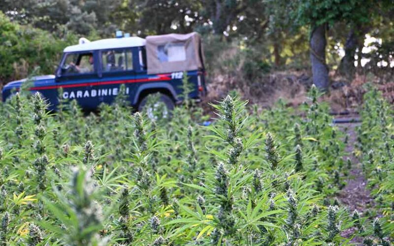 Piantagione Marijuana loculi
