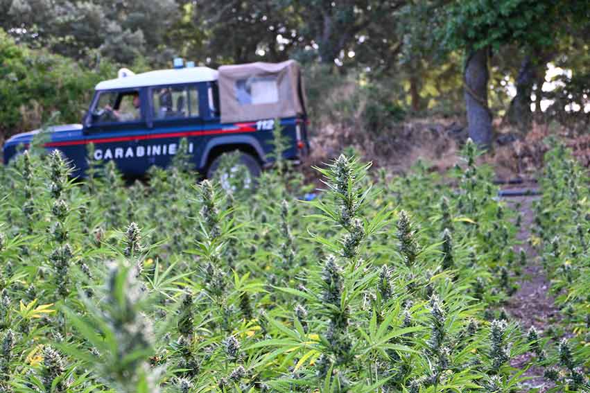 Piantagione Marijuana loculi