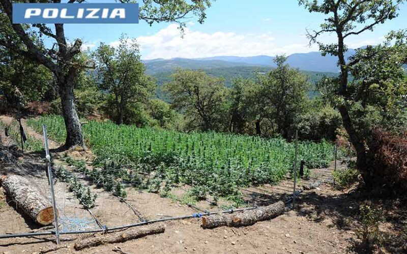 Piantagione marijuana Lodine