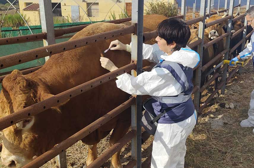Vaccinazione bovini