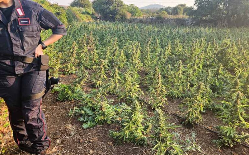 Arresto Sindia coltivazione marijuana