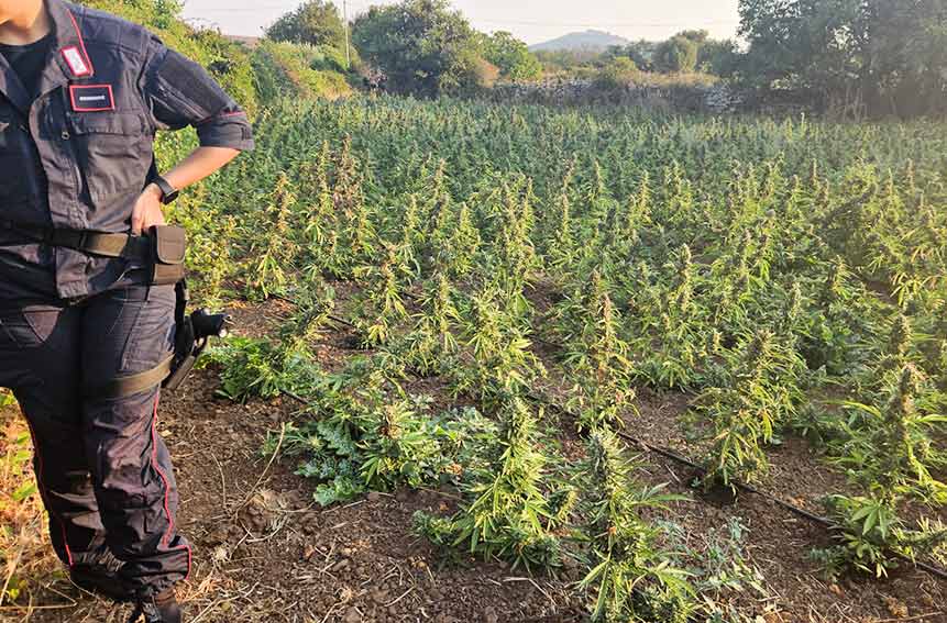 Arresto Sindia coltivazione marijuana