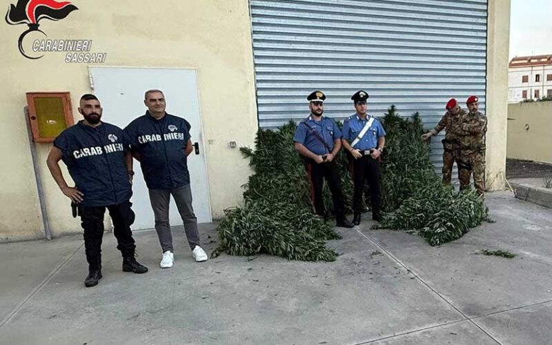 Arresto a Bottidda coltivazione canapa indiana