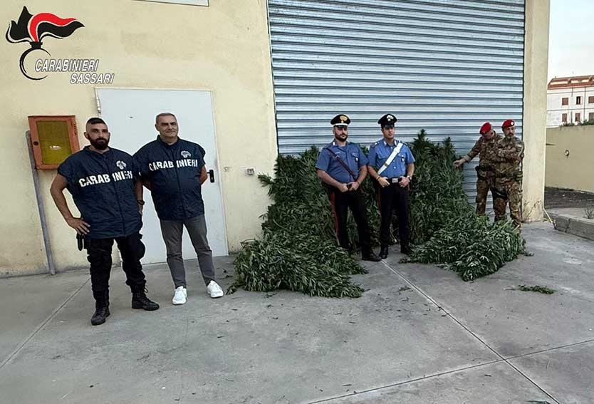 Arresto a Bottidda coltivazione canapa indiana
