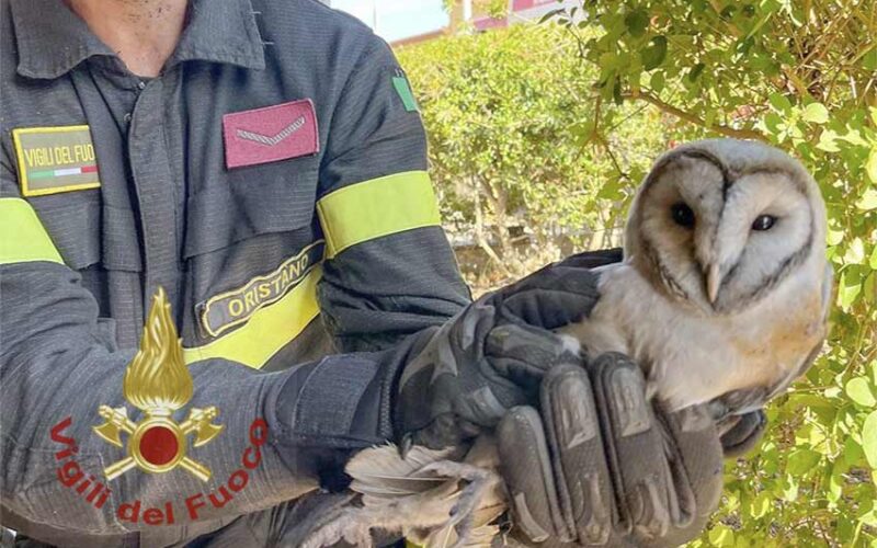 Barbagianni liberato Baressa vigili del fuoco