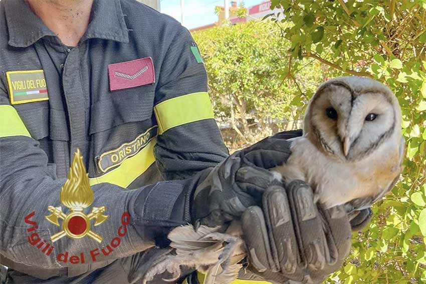 Baressa, i Vigili del Fuoco di Ales salvano un barbagianni intrappolato in una canna fumaria 1 Barbagianni liberato Baressa vigili del fuoco