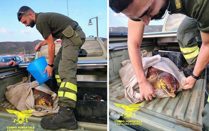 Catetta caretta salvata a Teulada