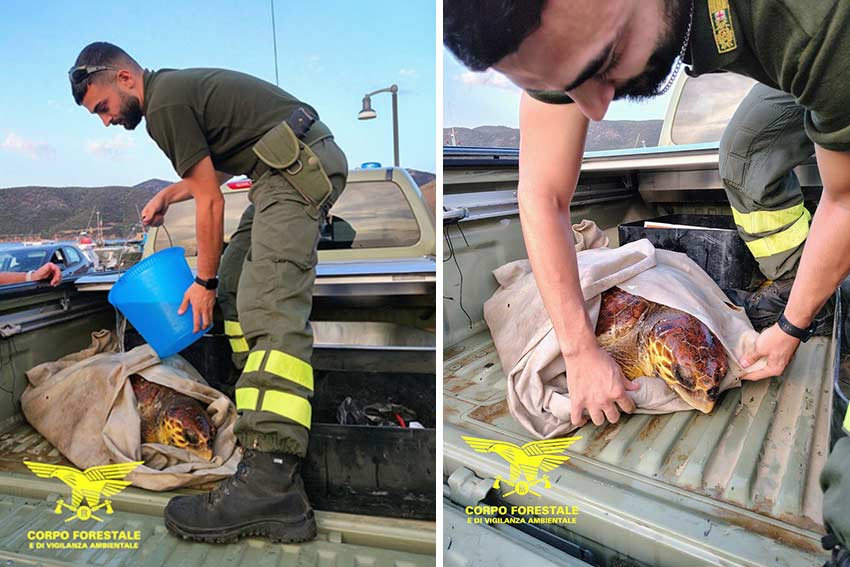 Catetta caretta salvata a Teulada