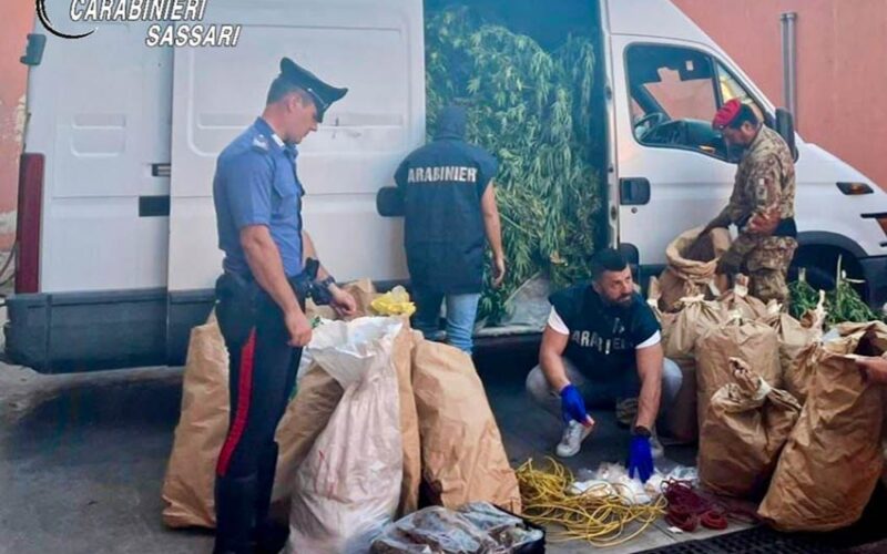 Due arresti Arzachena piantagione di marijuana