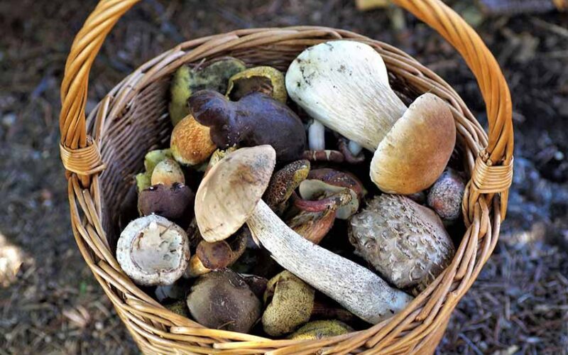 Funghi