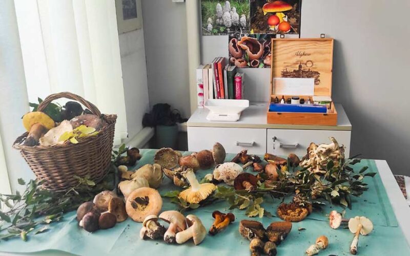 Funghi ispettorato micologico