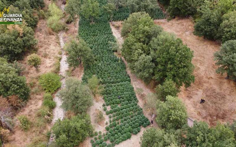 Piantagione Cannabis Fonni