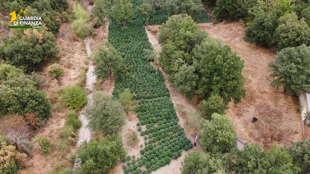 Piantagione Cannabis Fonni