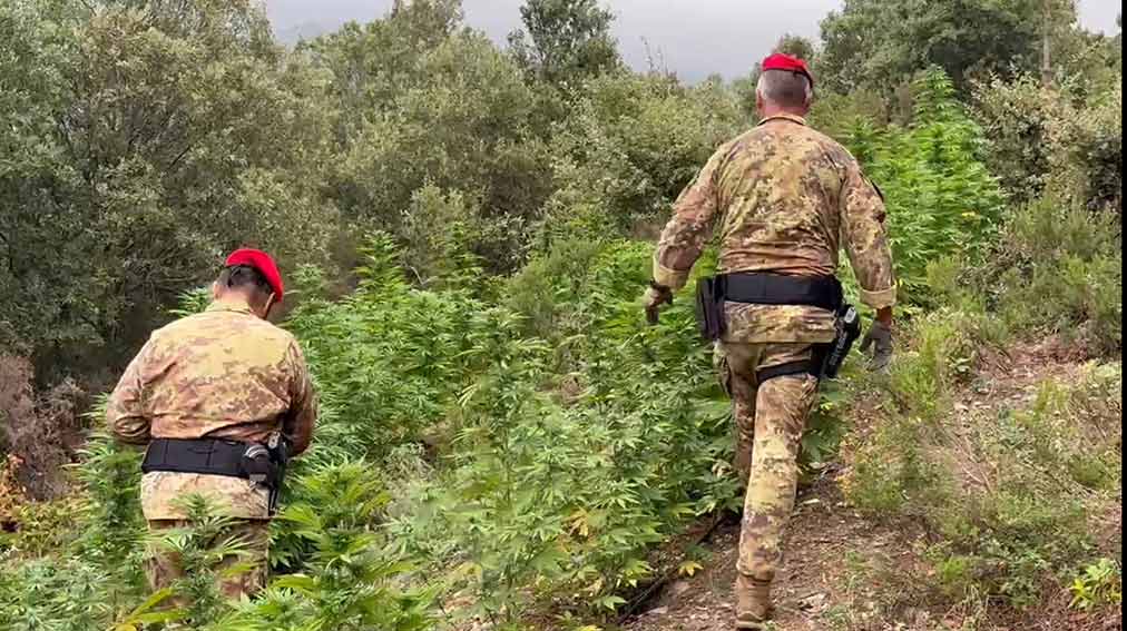 Desulo, scoperta piantagione di cannabis: fermato un 20enne 1 Piantagione cannabis Desulo 1