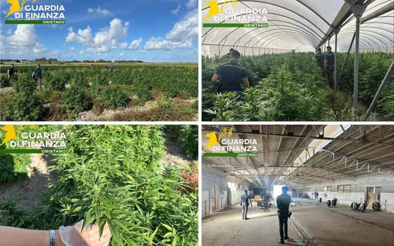 Piantagione marjuana Riola Sardo