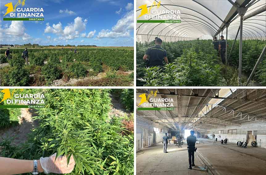 Scoperta a Riola Sardo coltivazione di marijuana con oltre 2500 piante 1 Piantagione marjuana Riola Sardo