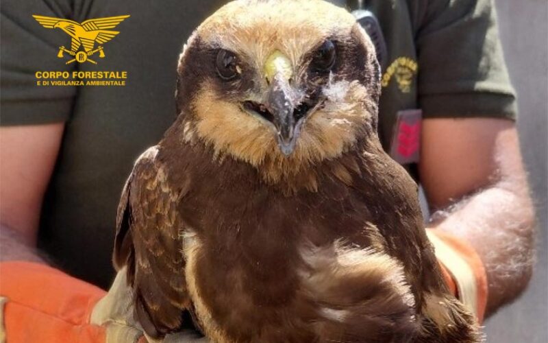 Recupero Falco di palude a Siapiccia