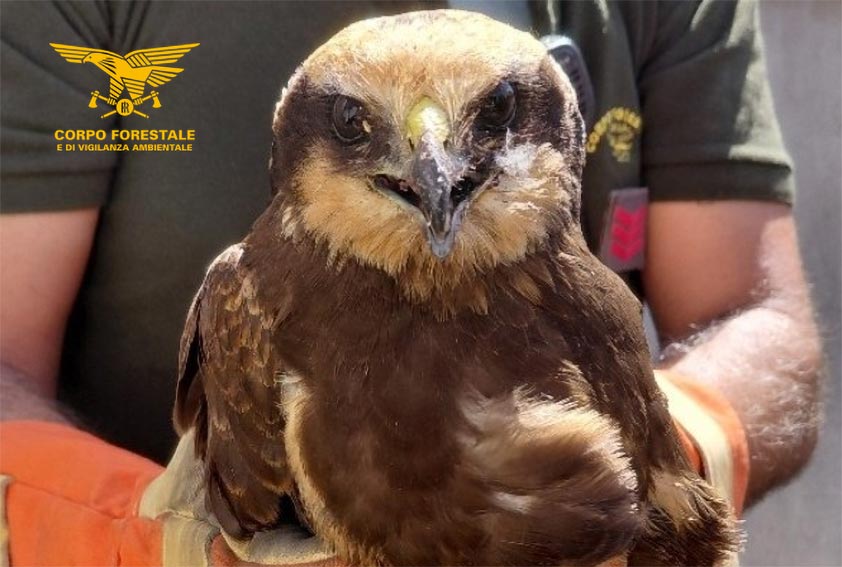 Recupero Falco di palude a Siapiccia
