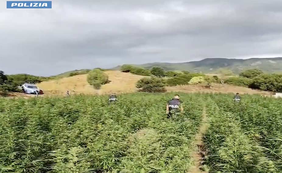 Scoperta piantagione marijuana a Olzai