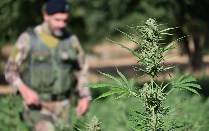 Scoperte e sequestrate tre piantagioni marijuana rinvenute a Talana Villagrande Strisaili e Tortoli