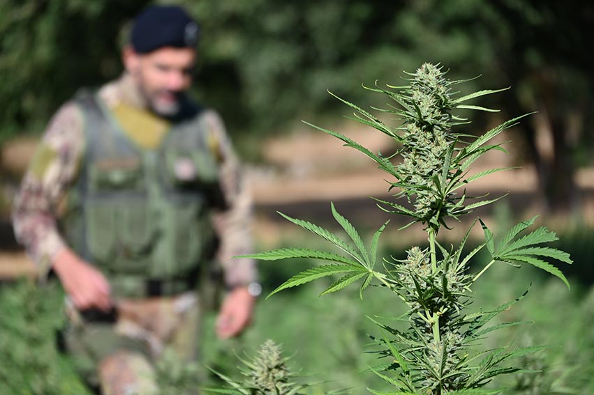 Scoperte e sequestrate tre piantagioni marijuana rinvenute a Talana Villagrande Strisaili e Tortoli