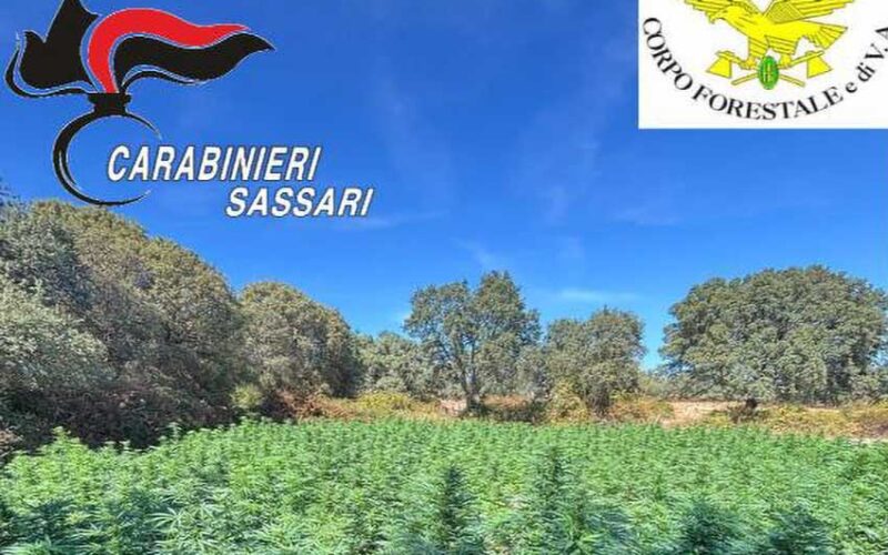 Sequestro coltivazione cannabis Luras Luogosanto