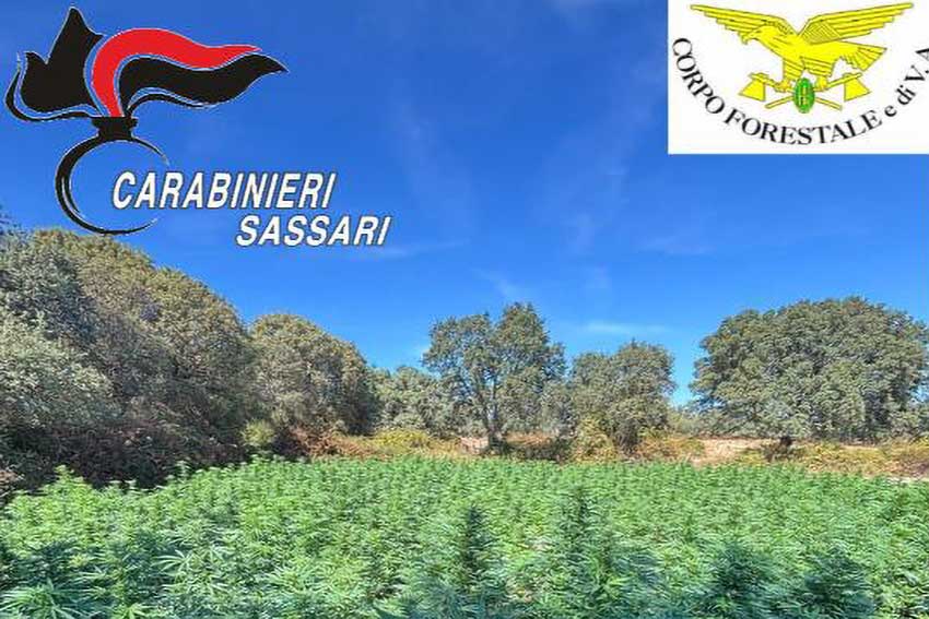 Sequestro coltivazione cannabis Luras Luogosanto