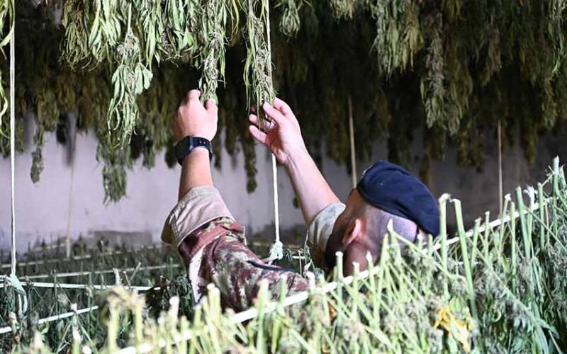 Sequestro marijuana Desulo