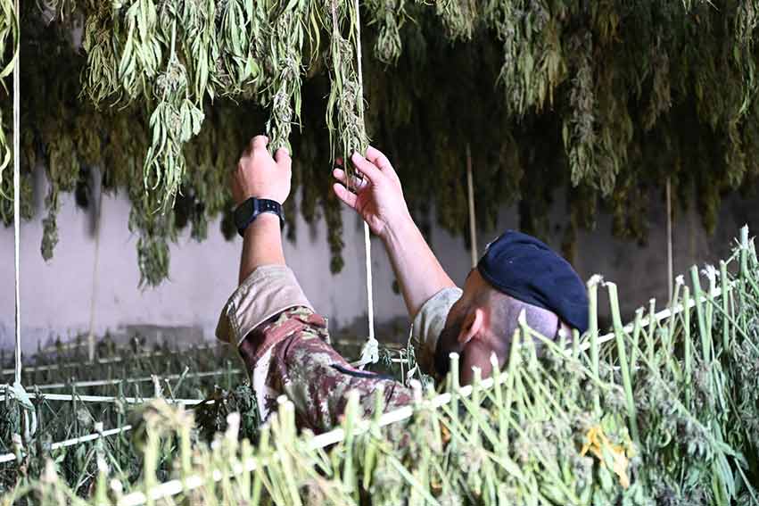 Sequestro marijuana Desulo
