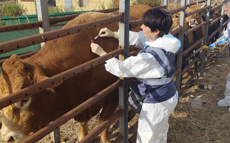 Vaccinazione bovini