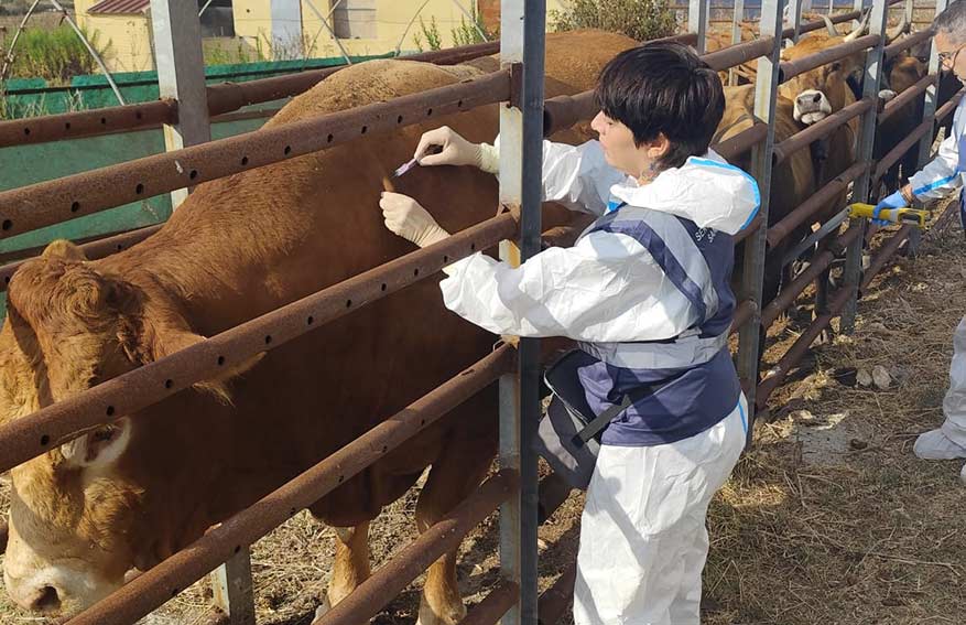 Vaccinazione bovini