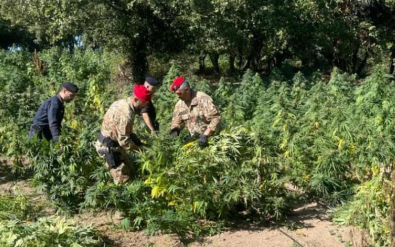 Arresto Oschiri piantagione marijuana